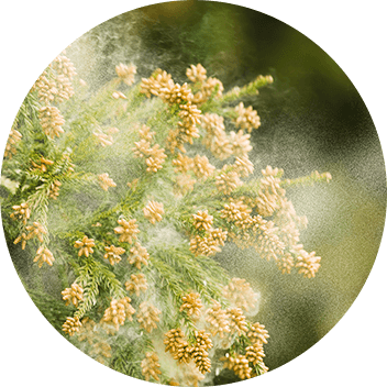 花粉シールド加工